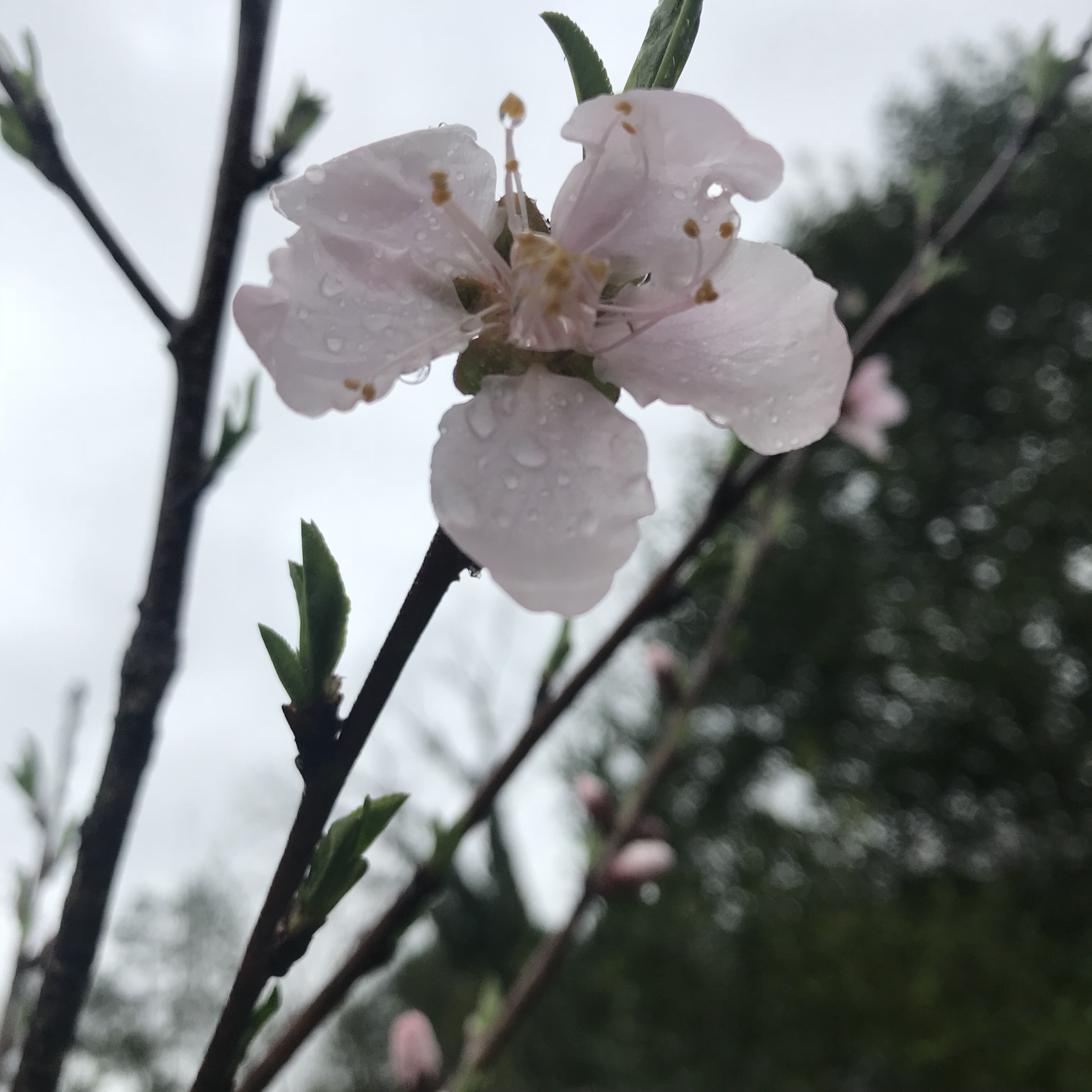 A Season on the Farm, February